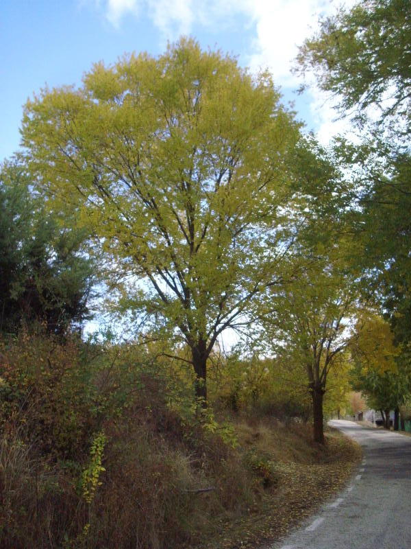 foto del fresno de la calleja